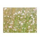 Fotótapéta - Tiszta illat