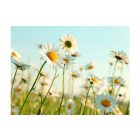 Fotótapéta - Vidám hangulatban