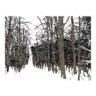 Fotótapéta - Fagyos erdő