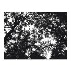 Fotótapéta - Fekete, fehér erdő