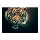 Fotótapéta - Bengáli tigris