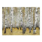 Fotótapéta - Nyírfa erdő 5