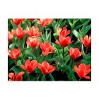 Fotótapéta - Piros pozsgásan