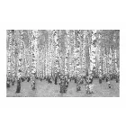 Fotótapéta - Nyírfa erdő 8