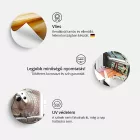 Fotótapéta - Nyírfa erdő 8