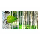 Fotótapéta - Nyírfa levél 2