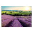 Fotótapéta - Levendula mező 2