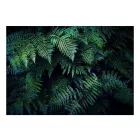 Fotótapéta - Erdei mélység