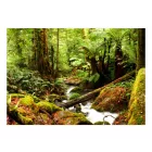 Fotótapéta - Erdei patak