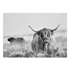 Fotótapéta - Vad tekintet