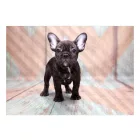 Fotótapéta - Francia Bulldog