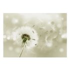 Fotótapéta - Pitypang a szélben