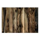 Fotótapéta - Olajfa