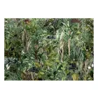 Fotótapéta - A dzsungel gazdagsága