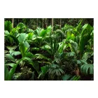 Fotótapéta - A Dzsungel erdeiben 2