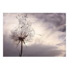 Fotótapéta - Pitypang a szélben